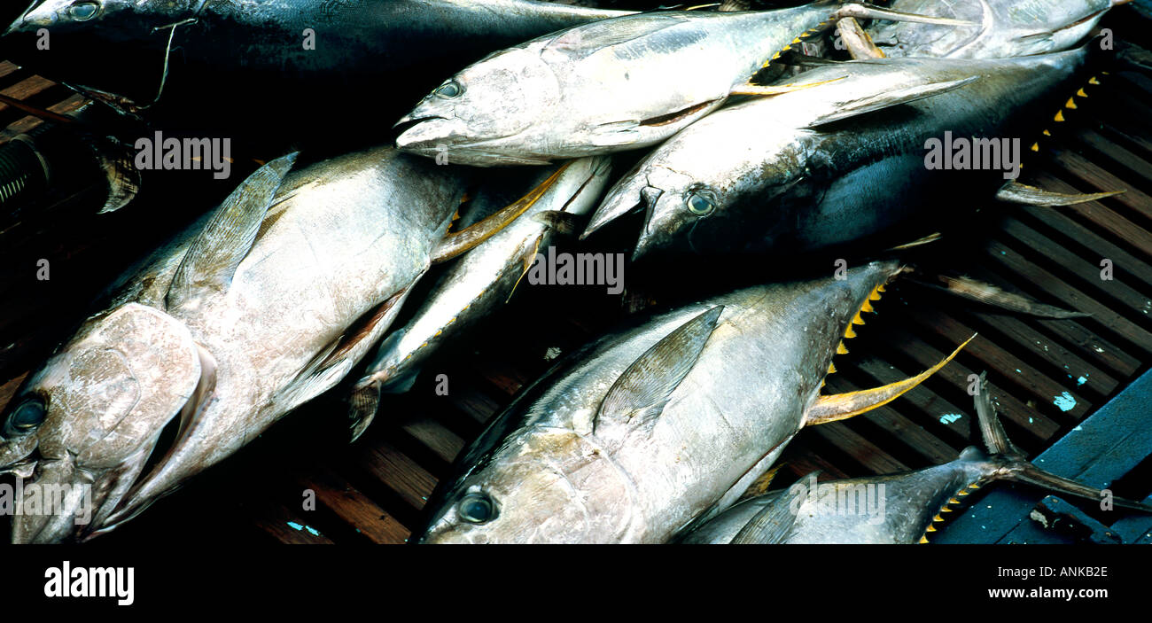 Yellow fin tuna in fishing trawler Male Maldives Stock Photo Alamy
