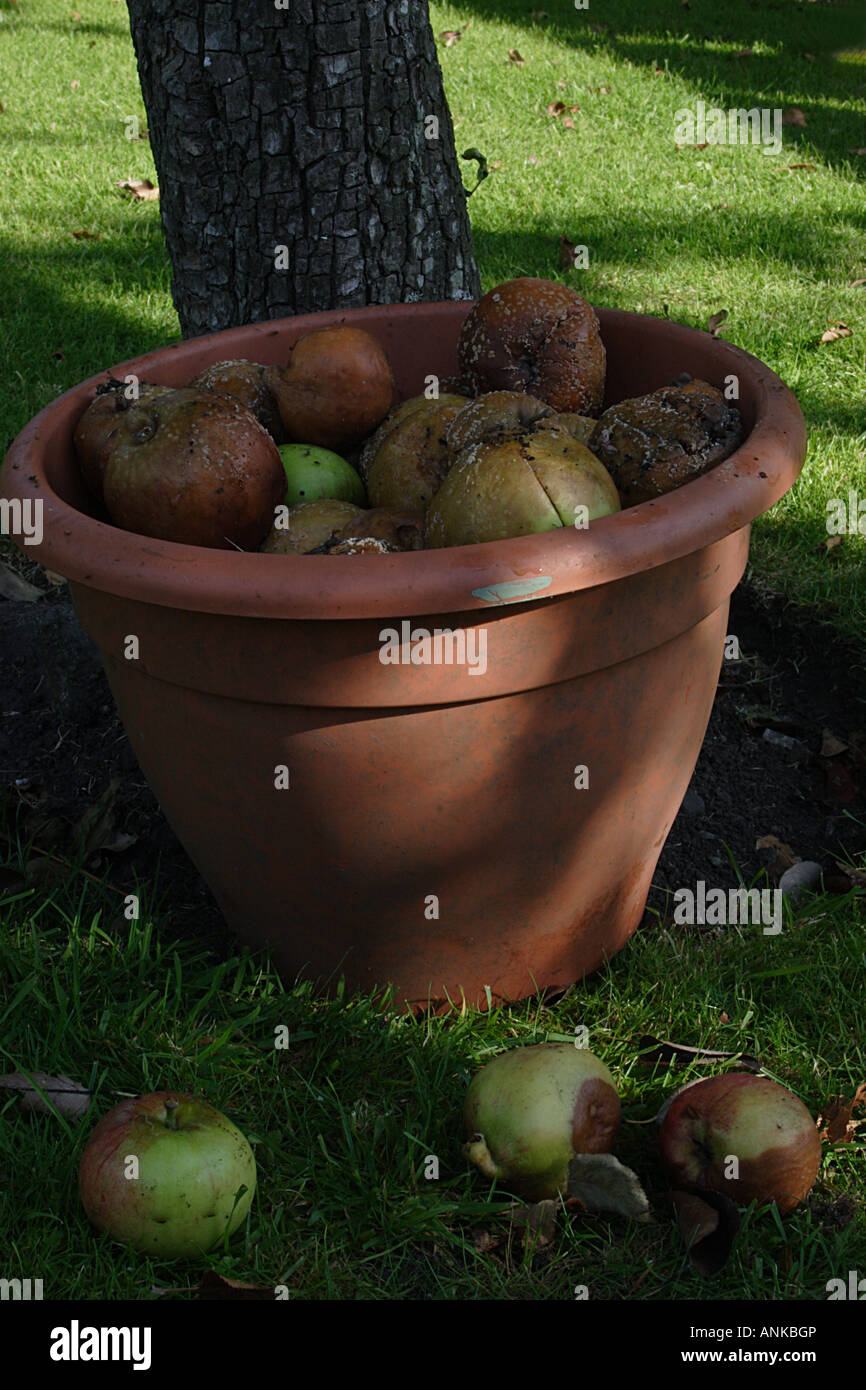 fallen english apples in pot under tree Stock Photo