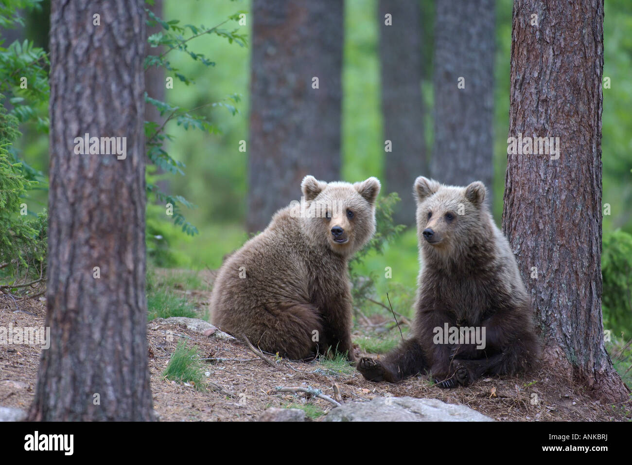 European brown bear Ursus arctos cubs in taiga forest Martinselkonen Finland June Stock Photo