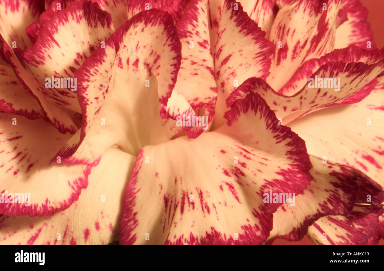 Pink and white carnation dianthus caryophyllus hi-res stock photography ...