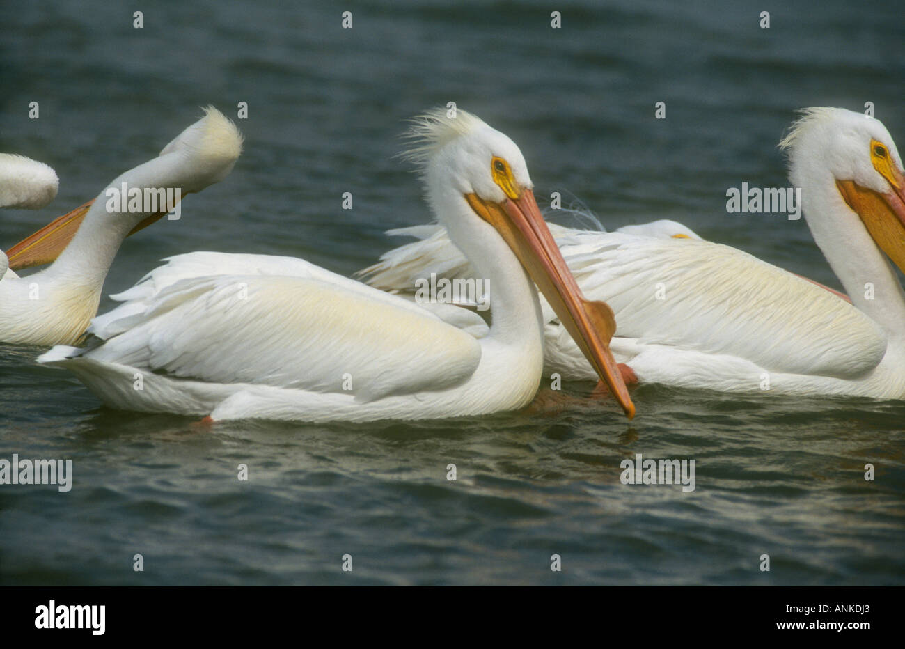 American White Pelican Pelecanus Erythrorhynchos Adult In Breeding 