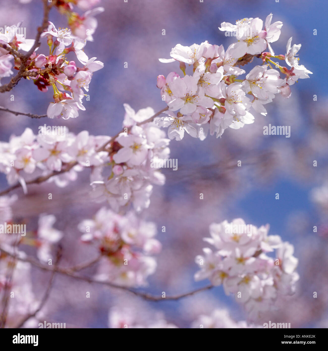 The cherry tree blooming close up Stock Photo - Alamy