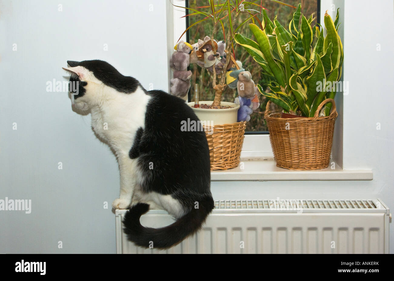 An old 'black and white' female domestic cat warming itself on a radiator beside a window with house plants in England UK EU Stock Photo