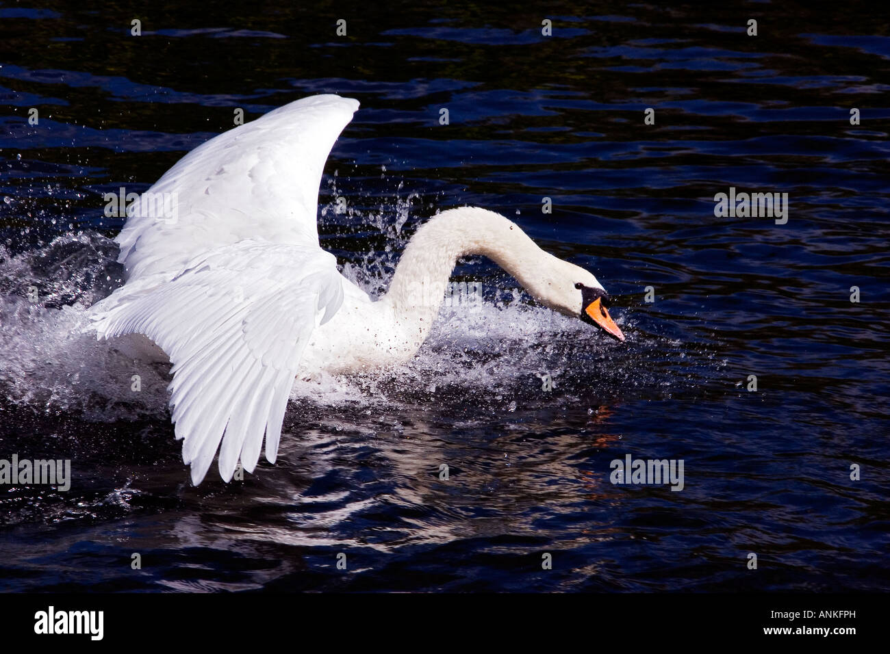 Mute Swan landing and splashing in water,Essex,England,UK Stock Photo