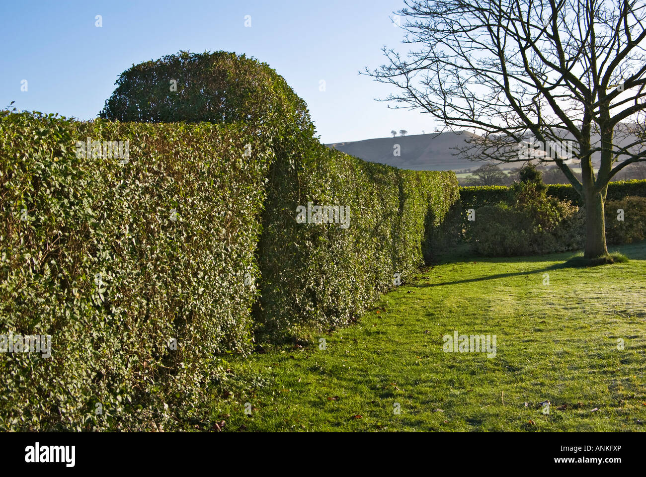 Evergreen mature privet hedge provides shelter from north winds and