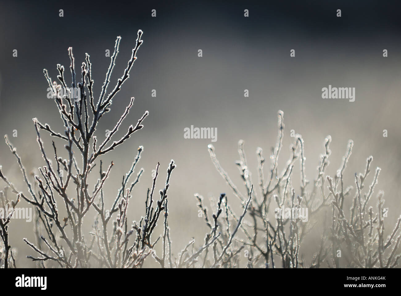 Frost on branches on misty morning Stock Photo