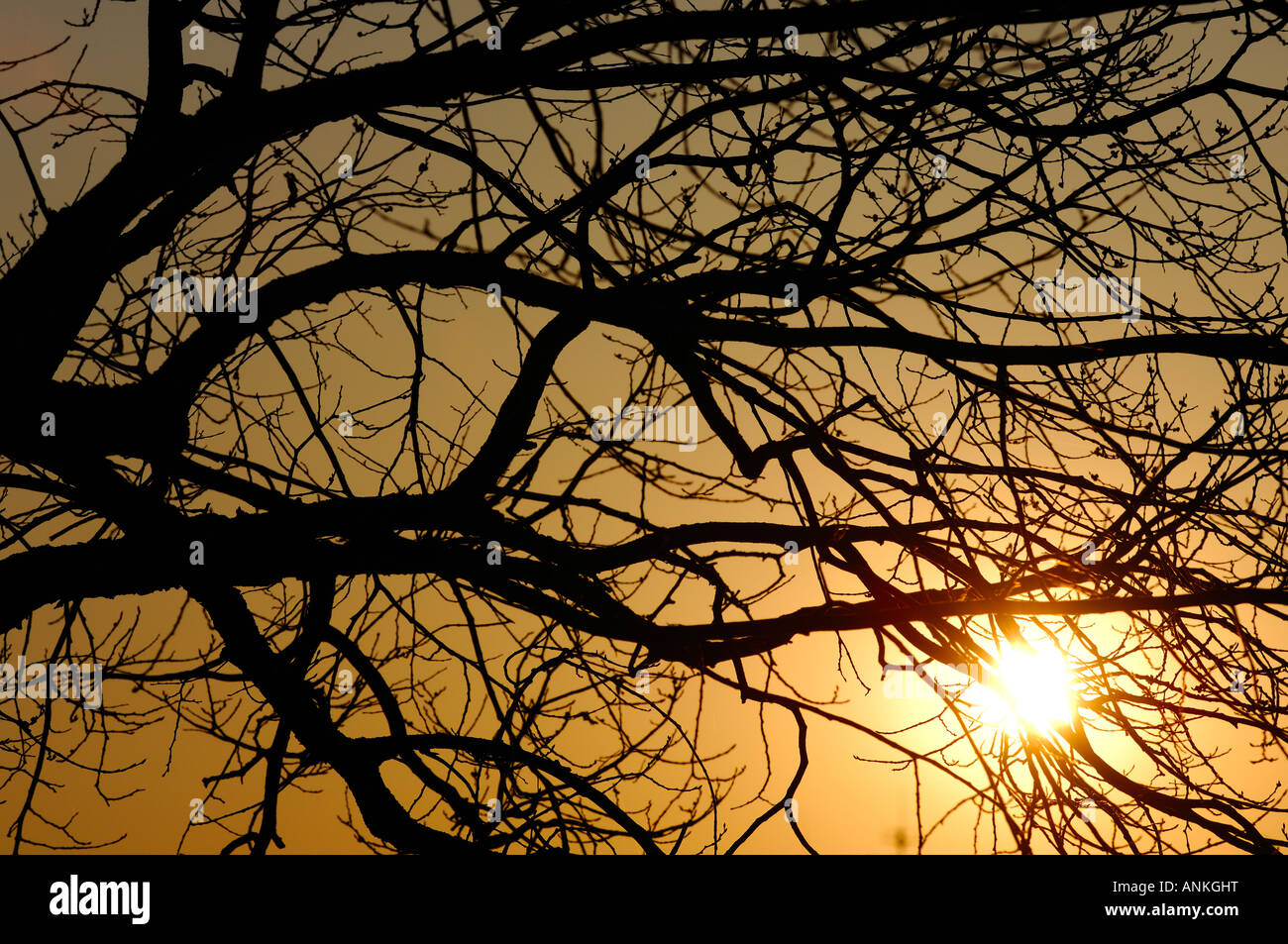 Tree branches on sunny day in Gothenburg, Sweden Stock Photo