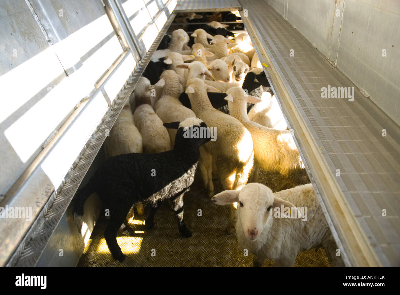 Sheep farm in Alcazar de San Juan SPAIN Stock Photo Alamy