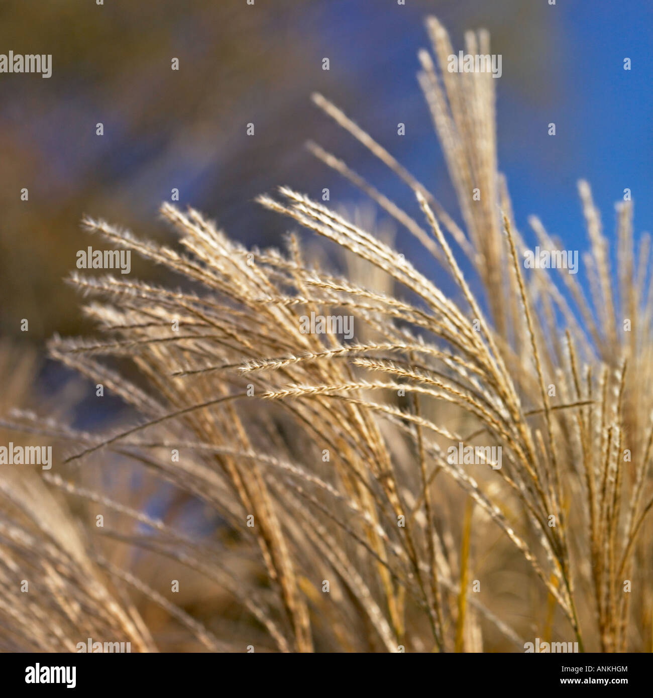 The rustle of grass hi-res stock photography and images - Alamy