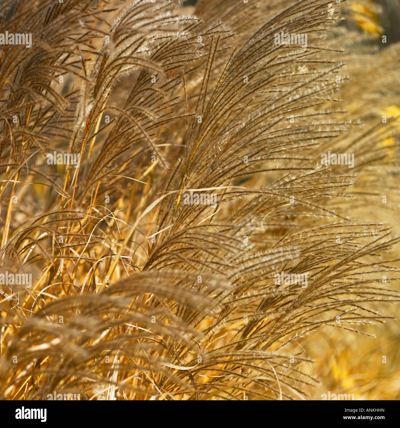Dry tall grass Stock Photo Alamy