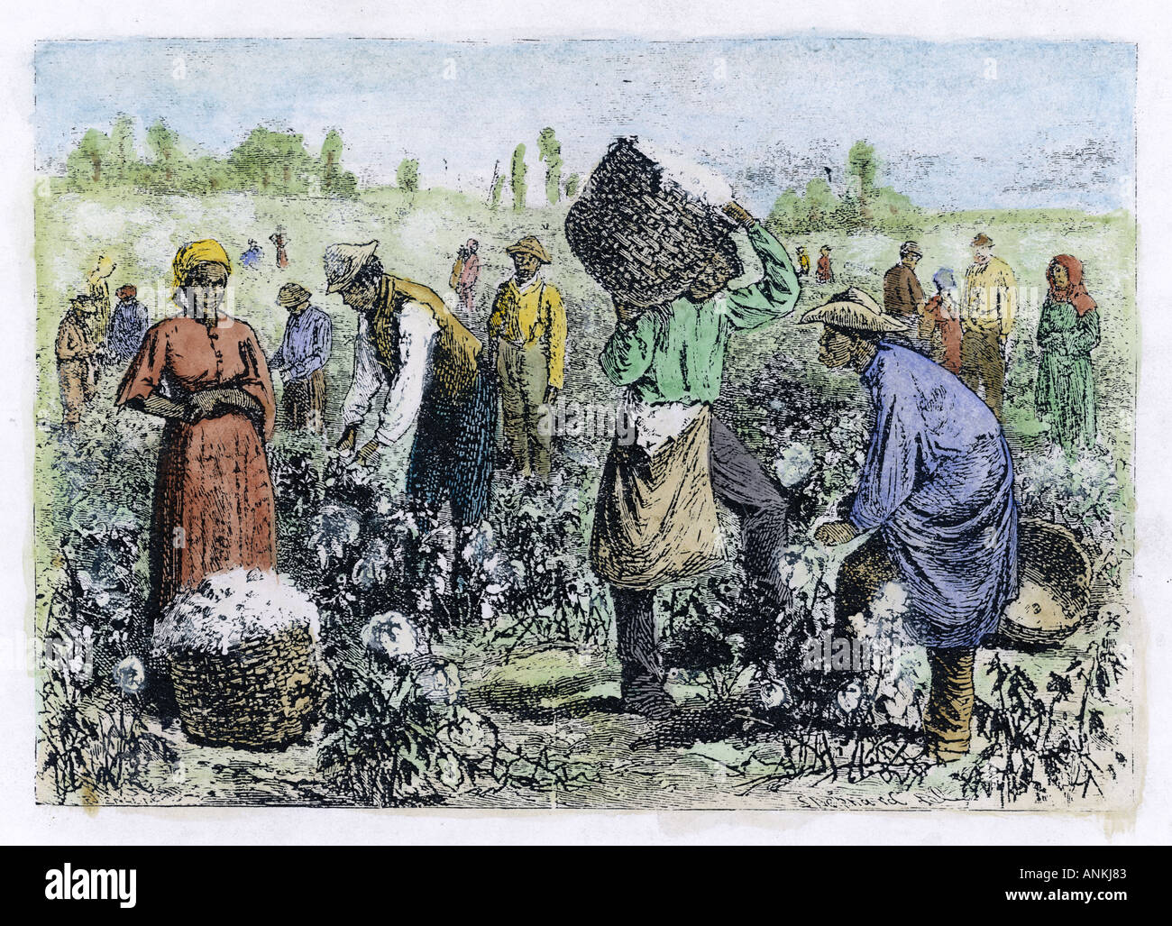 Cotton picking slave hires stock photography and images Alamy