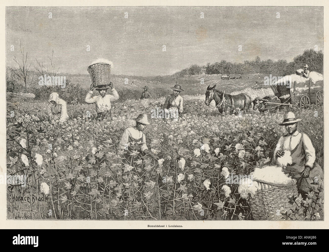 Cotton Picking Stock Photo Alamy cotton-picking-stock-photo-alamy