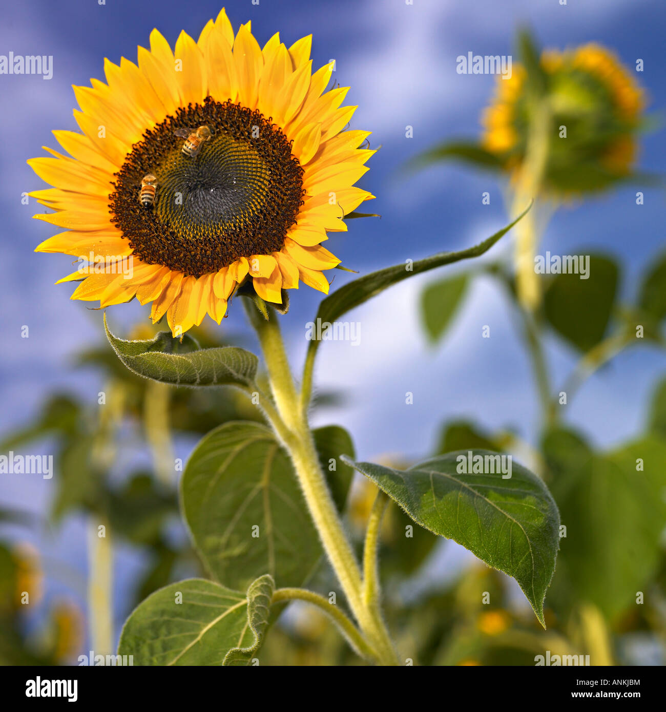 Sunflower /Helianthus annuus/ in the field Stock Photo Alamy