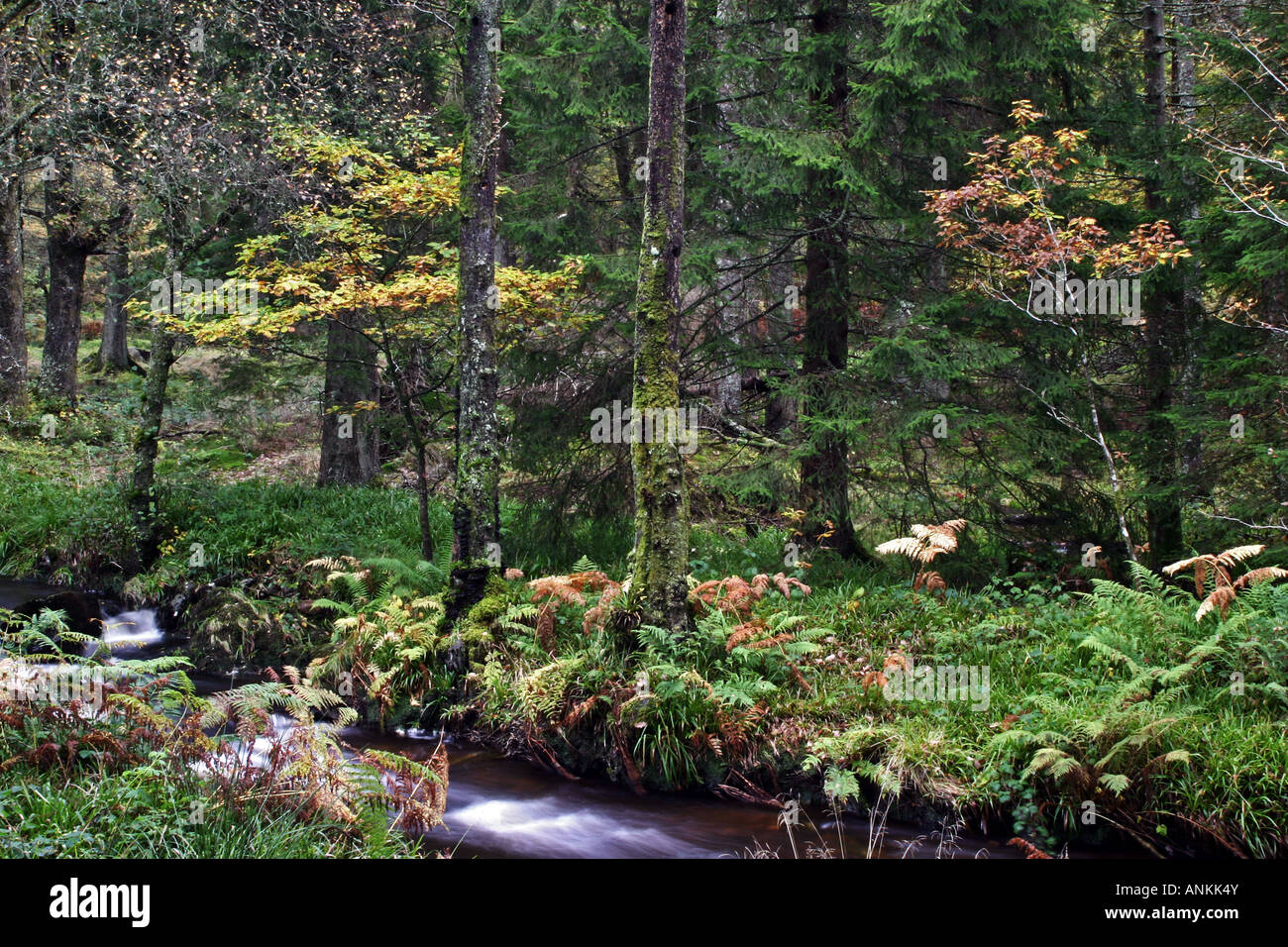 Woodland scene with ferns hi-res stock photography and images - Alamy