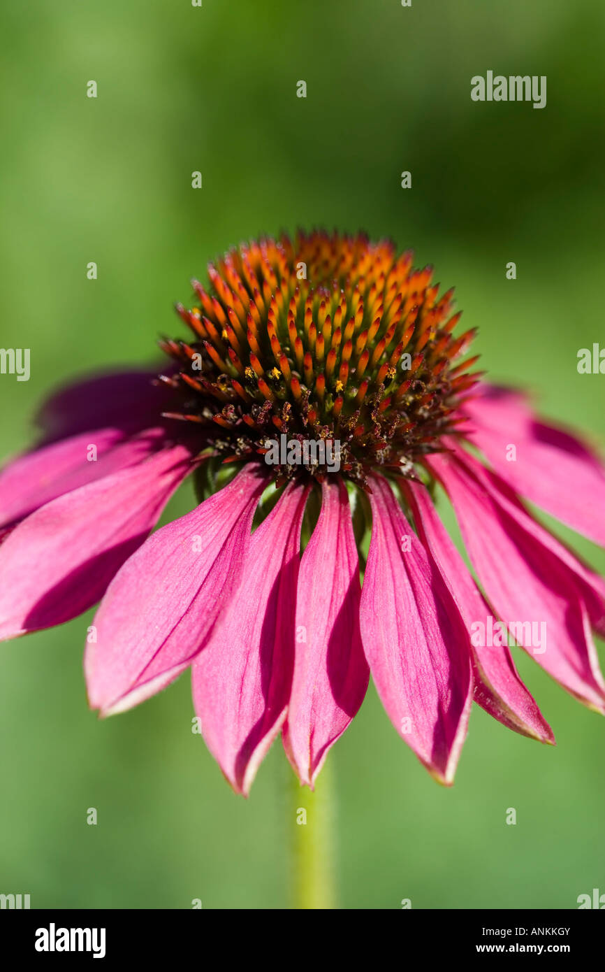 A single echinacea flower in a garden setting Stock Photo