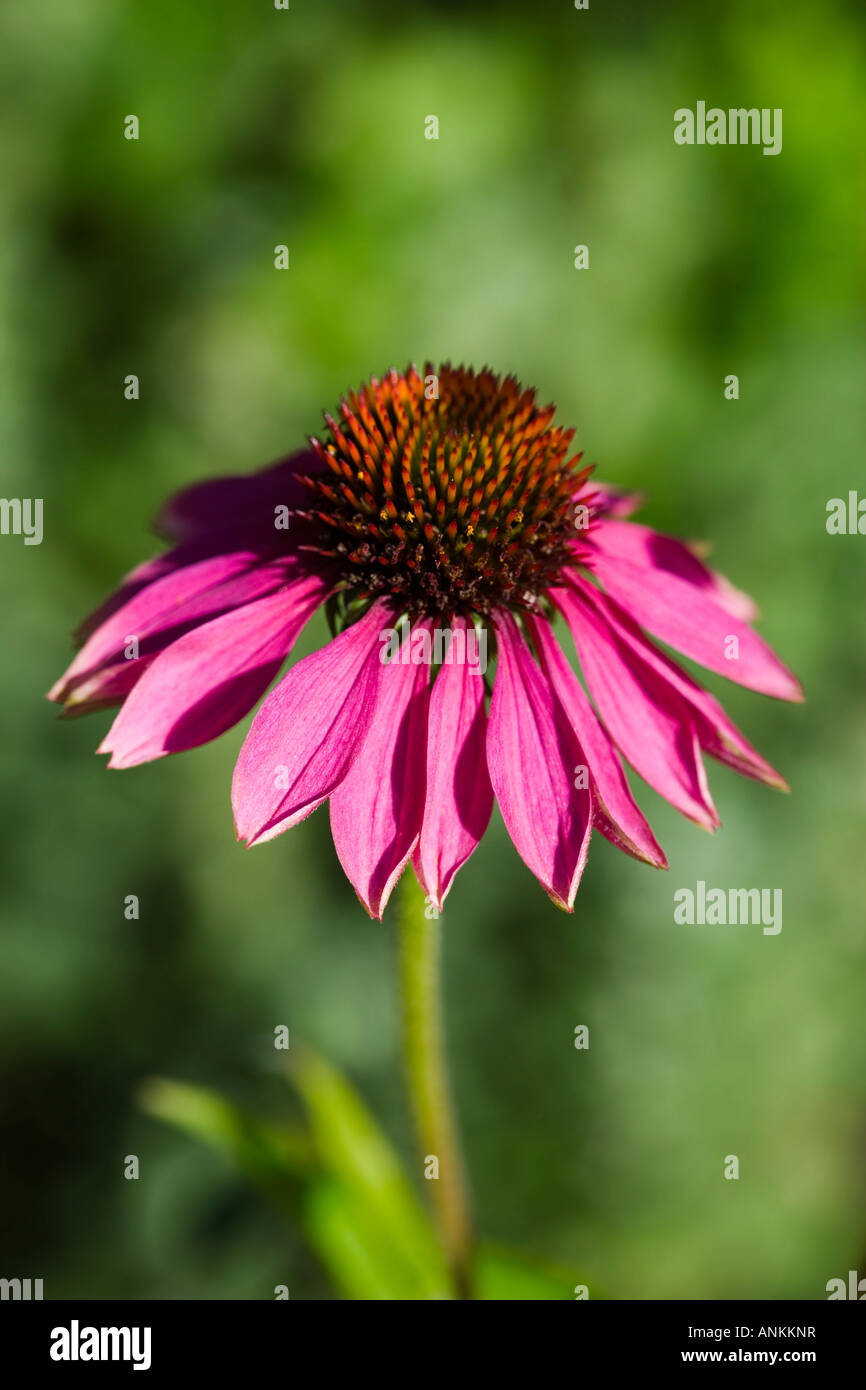 A single echinacea flower in a garden setting Stock Photo