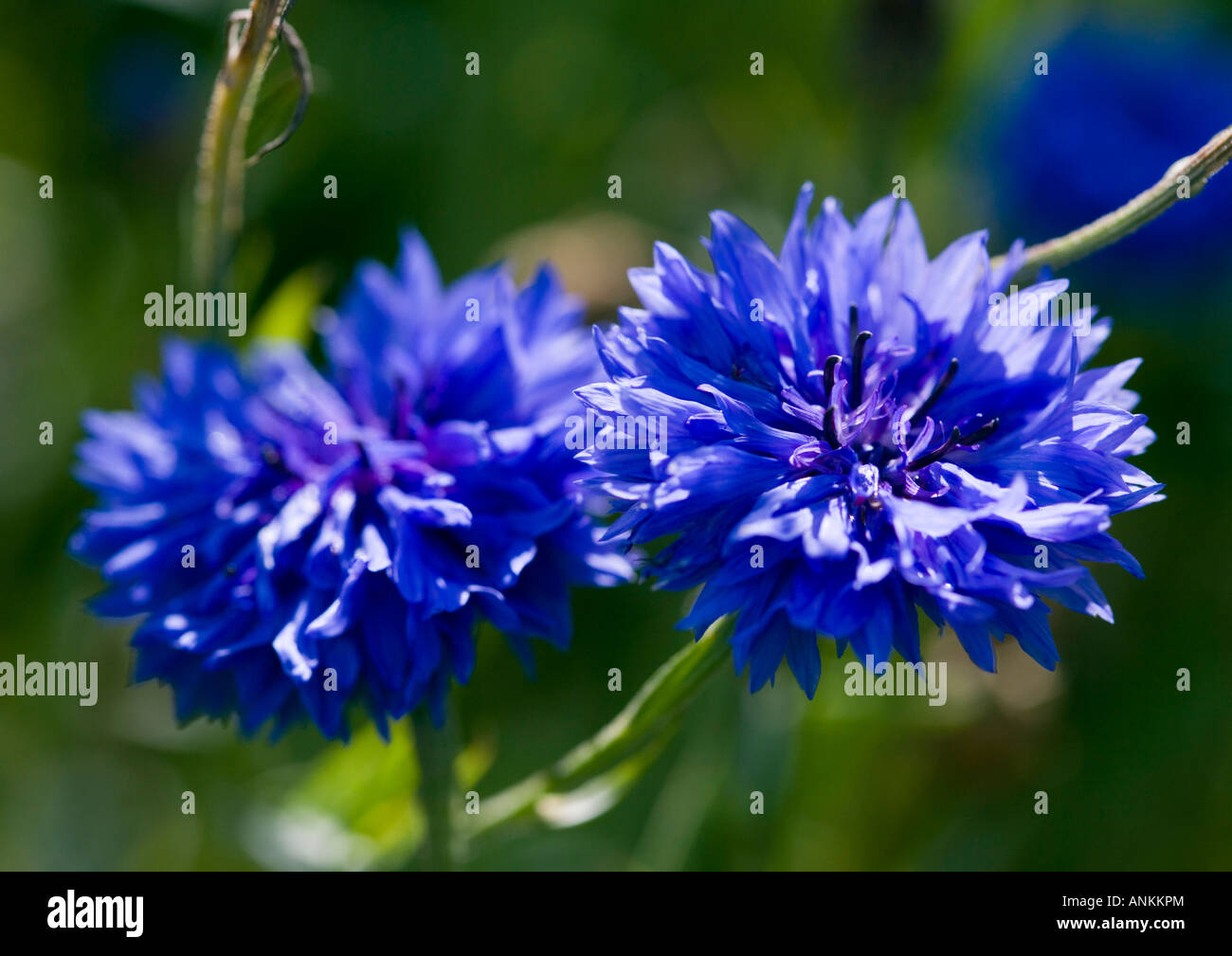 British wild flower hi-res stock photography and images - Alamy