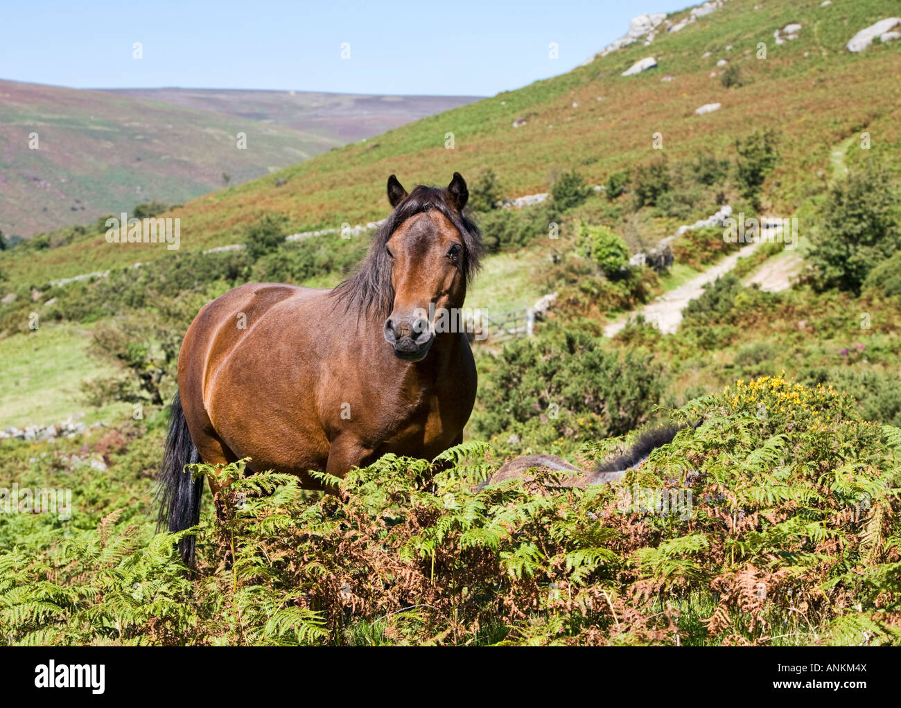 Dartmoor Pony High Resolution Stock Photography and Images Alamy