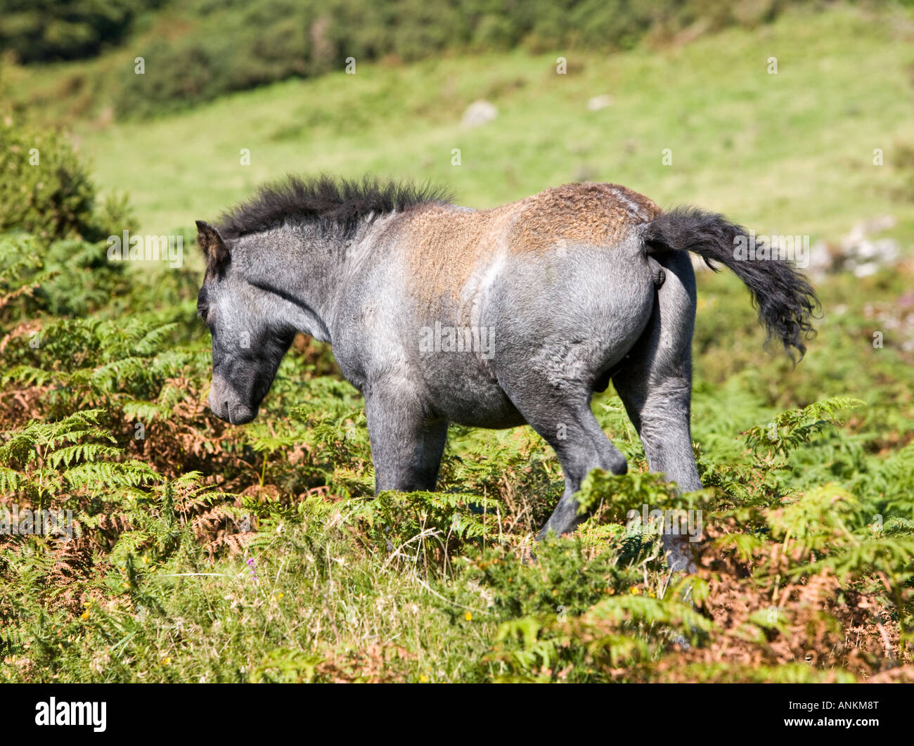Dartmoor pony england uk hires stock photography and images Alamy