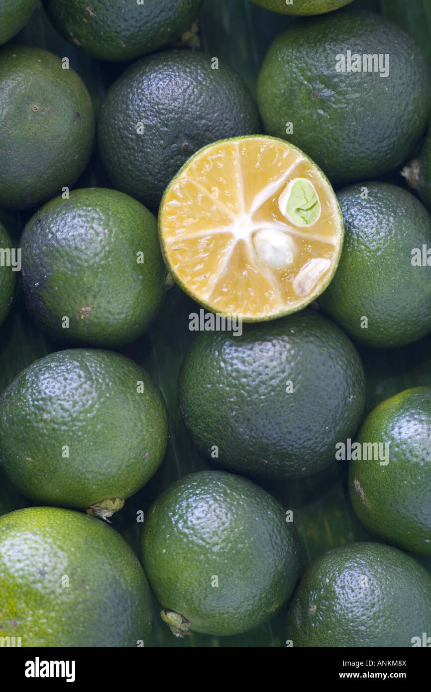 Miniature Malaysian limes Stock Photo Alamy