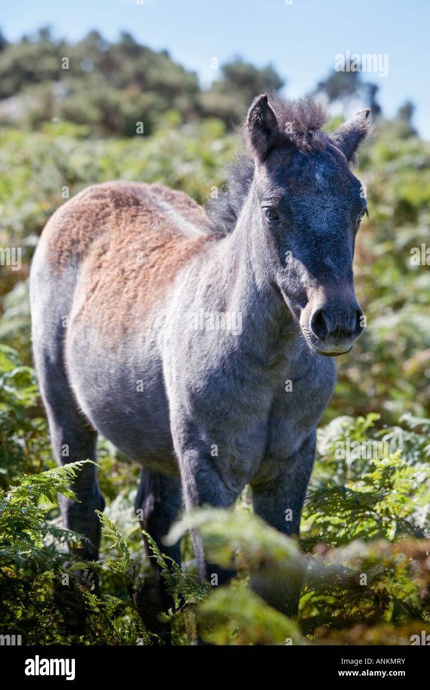 Dartmoor Pony foal, Dartmoor, Devon, England, UK Stock Photo