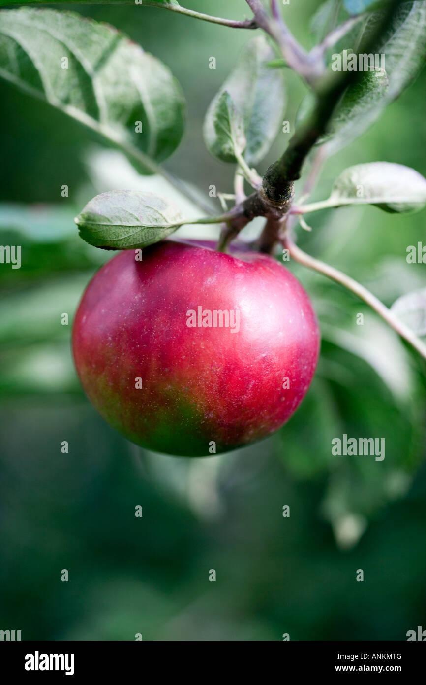 Red apple growing on a branch Stock Photo