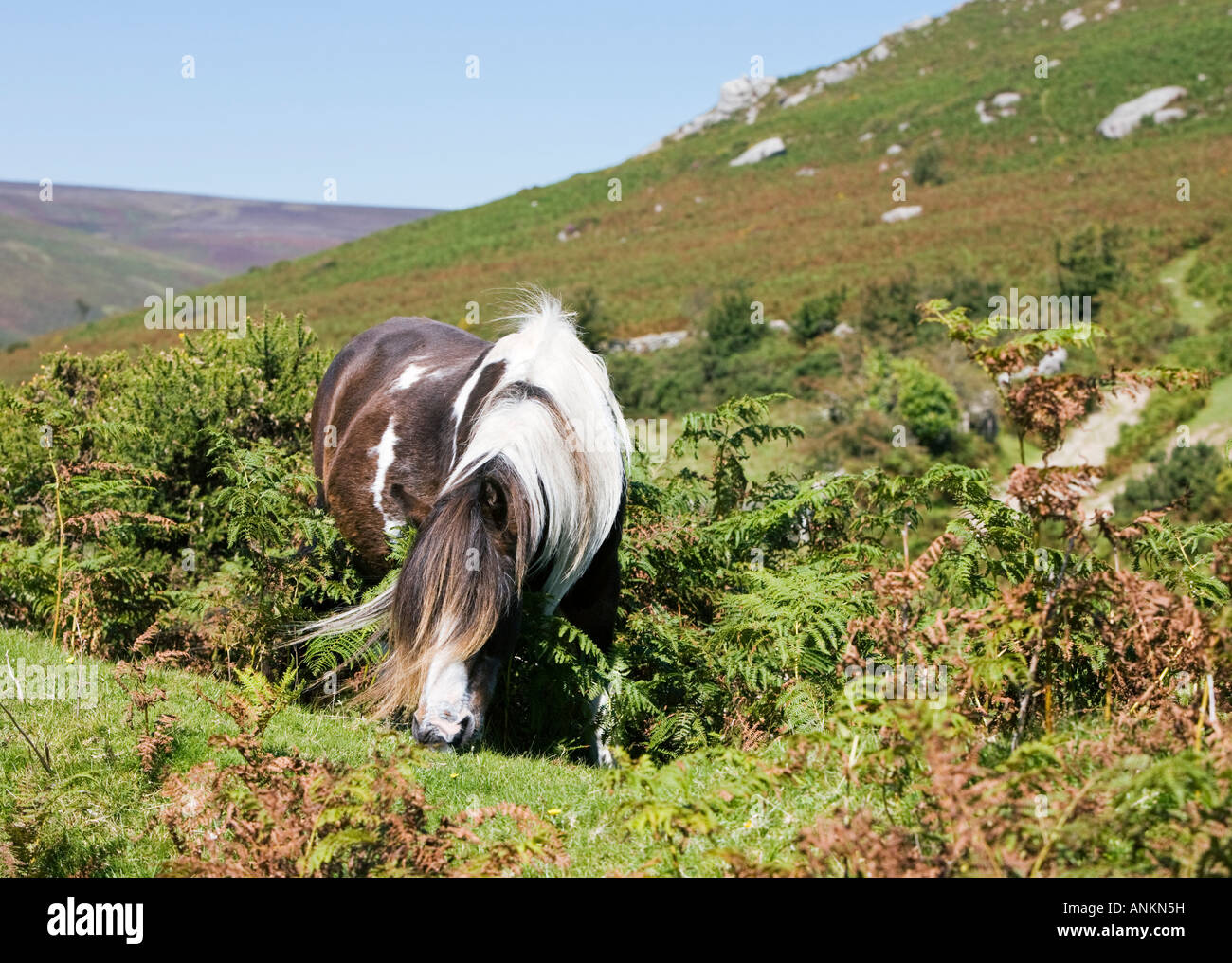 Dartmoor Pony, Devon, England, UK Stock Photo