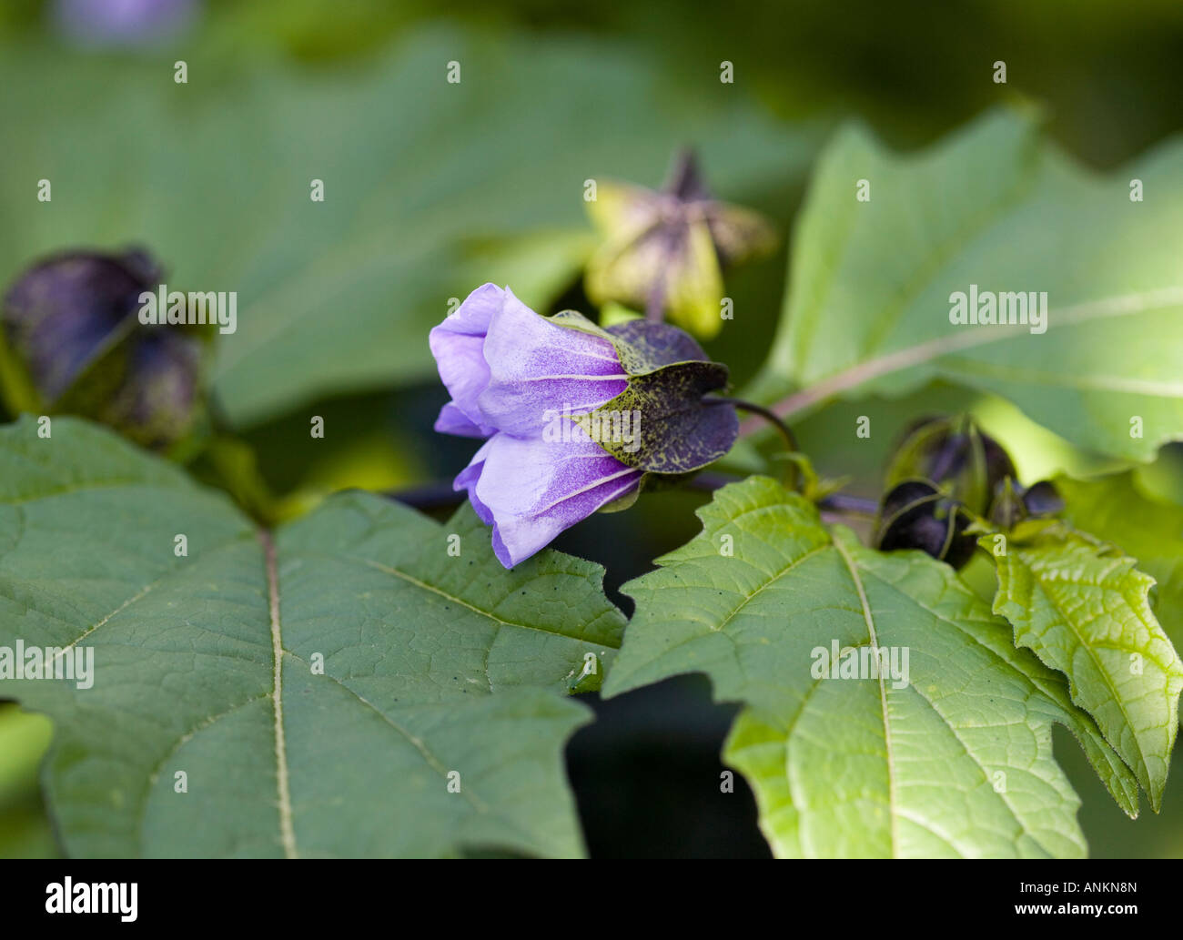 Flowering Aubergine plant Stock Photo