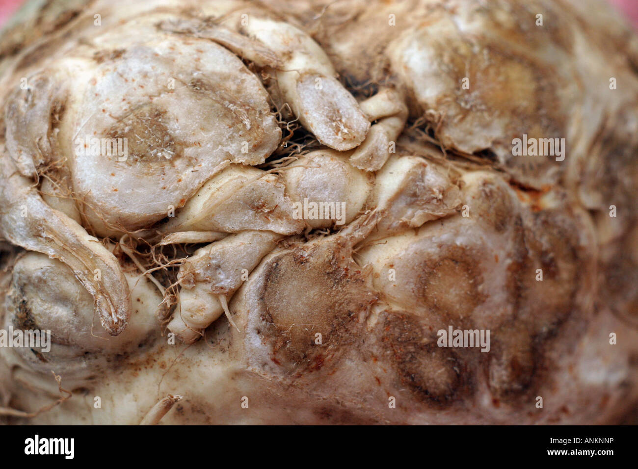 Celeriac close up Stock Photo