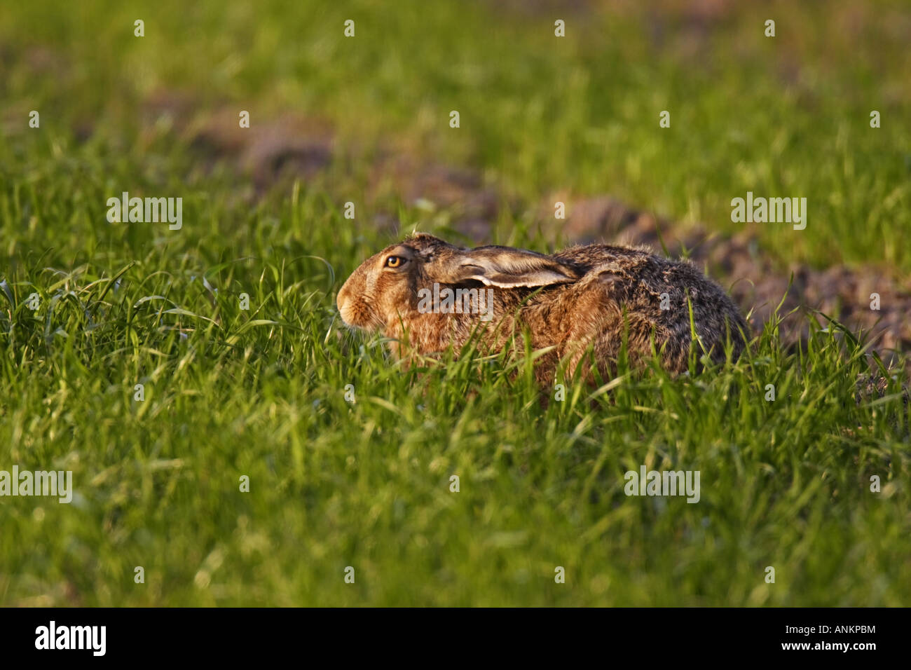 Hase Feldhase lepus europaeus hare feld wiese Stock Photo