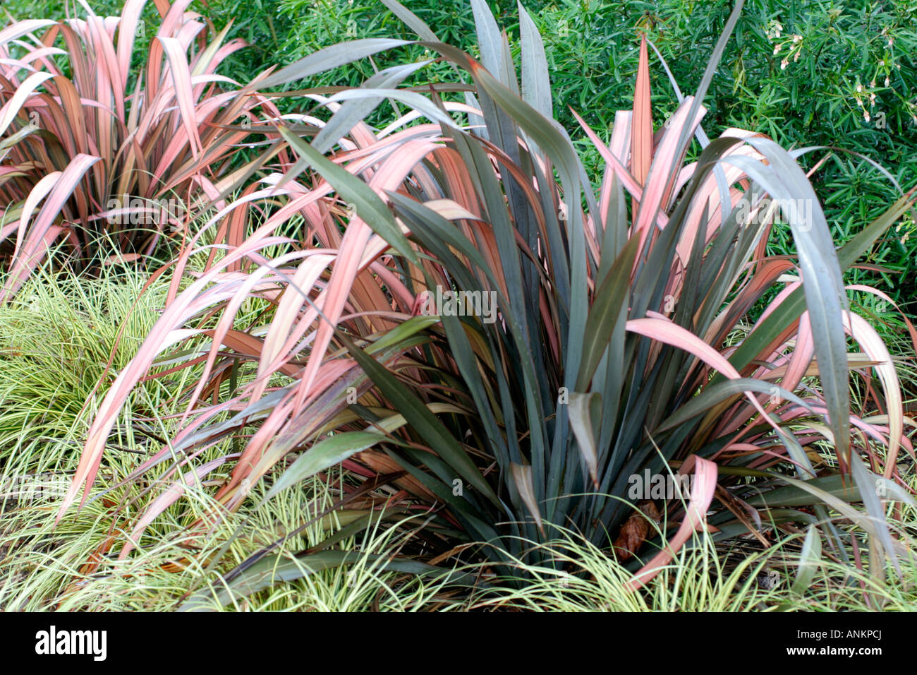 CAREX EVERGOLD WITH PHORMIUM MAORI MAIDEN WHICH IS SHOWING REVERSION AND NEEDS TO BE REMOVED BEFORE IT DOMINATES THE PLANT Stock Photo