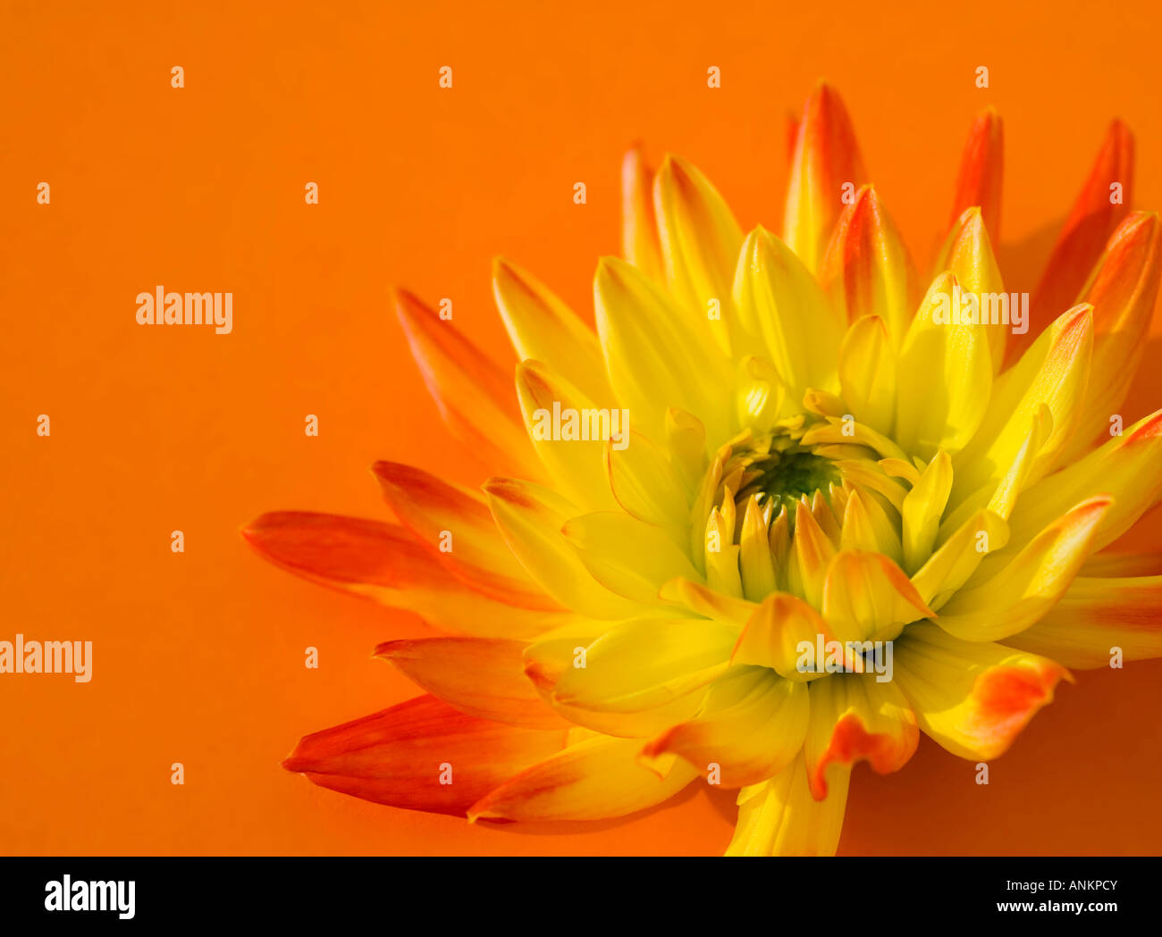 Bi-coloured Dahlia flower shot against a vibrant orange background Stock Photo