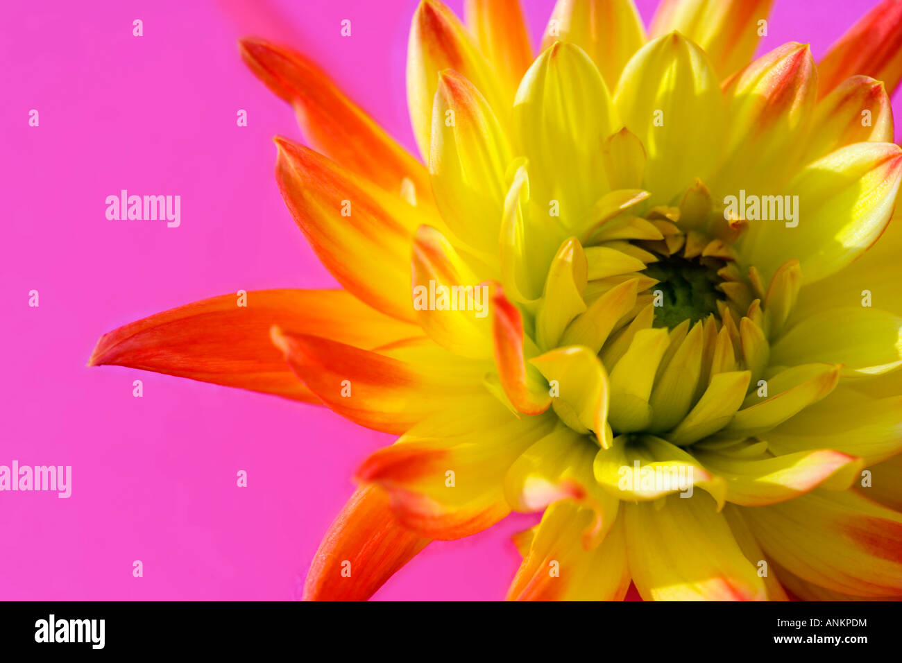 Bi-coloured Dahlia flower shot against a vibrant pink background Stock Photo