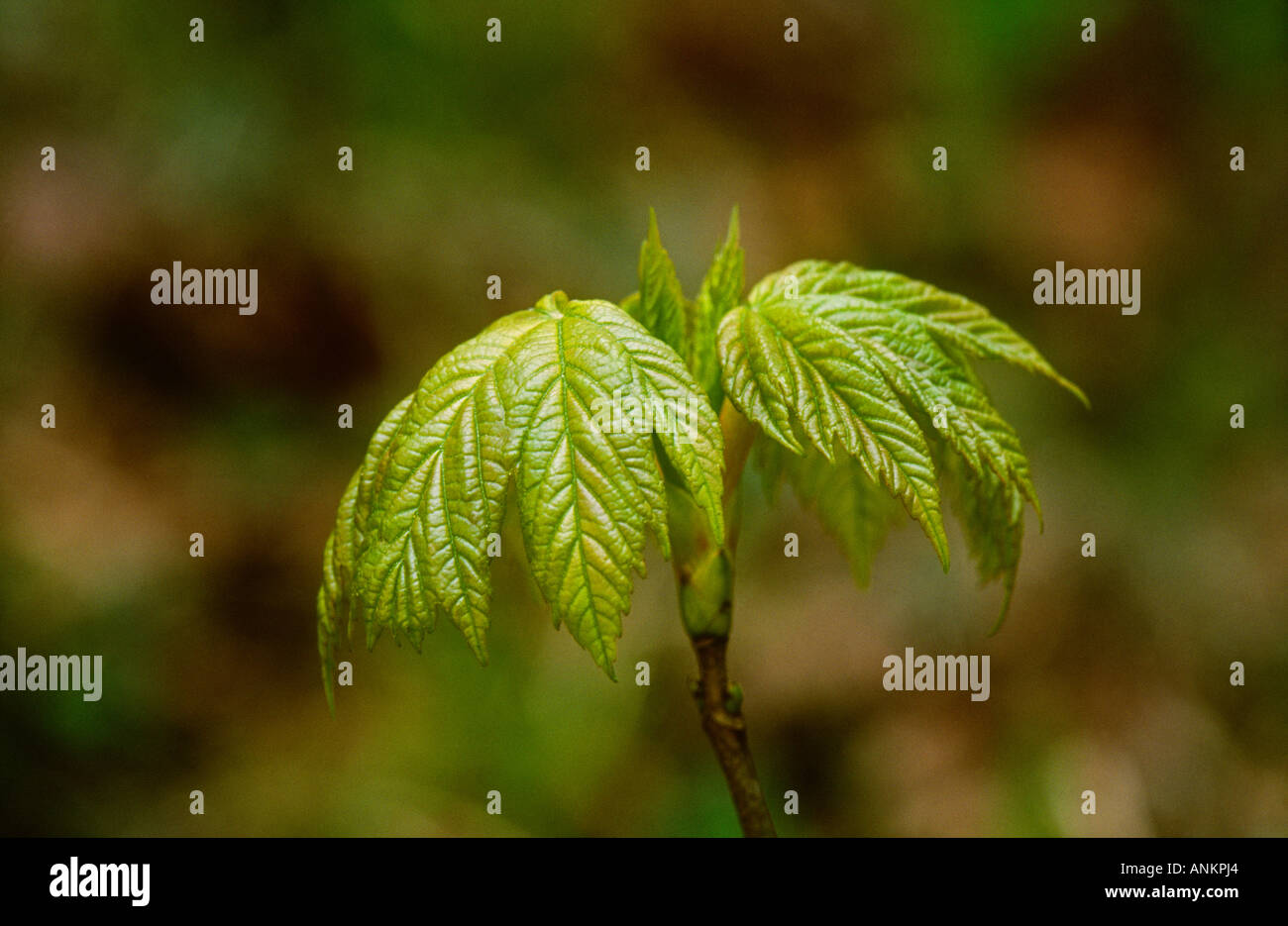 Sapling Spring Like Sycamore Acer pseudoplantanus sapling spring leaves, Potteric Carr NR ...