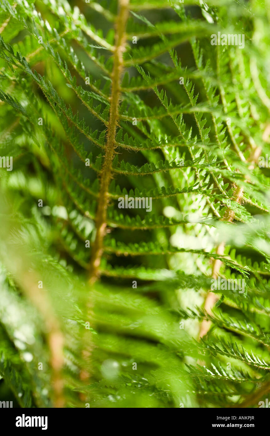 Fern foliage shot in late spring Stock Photo