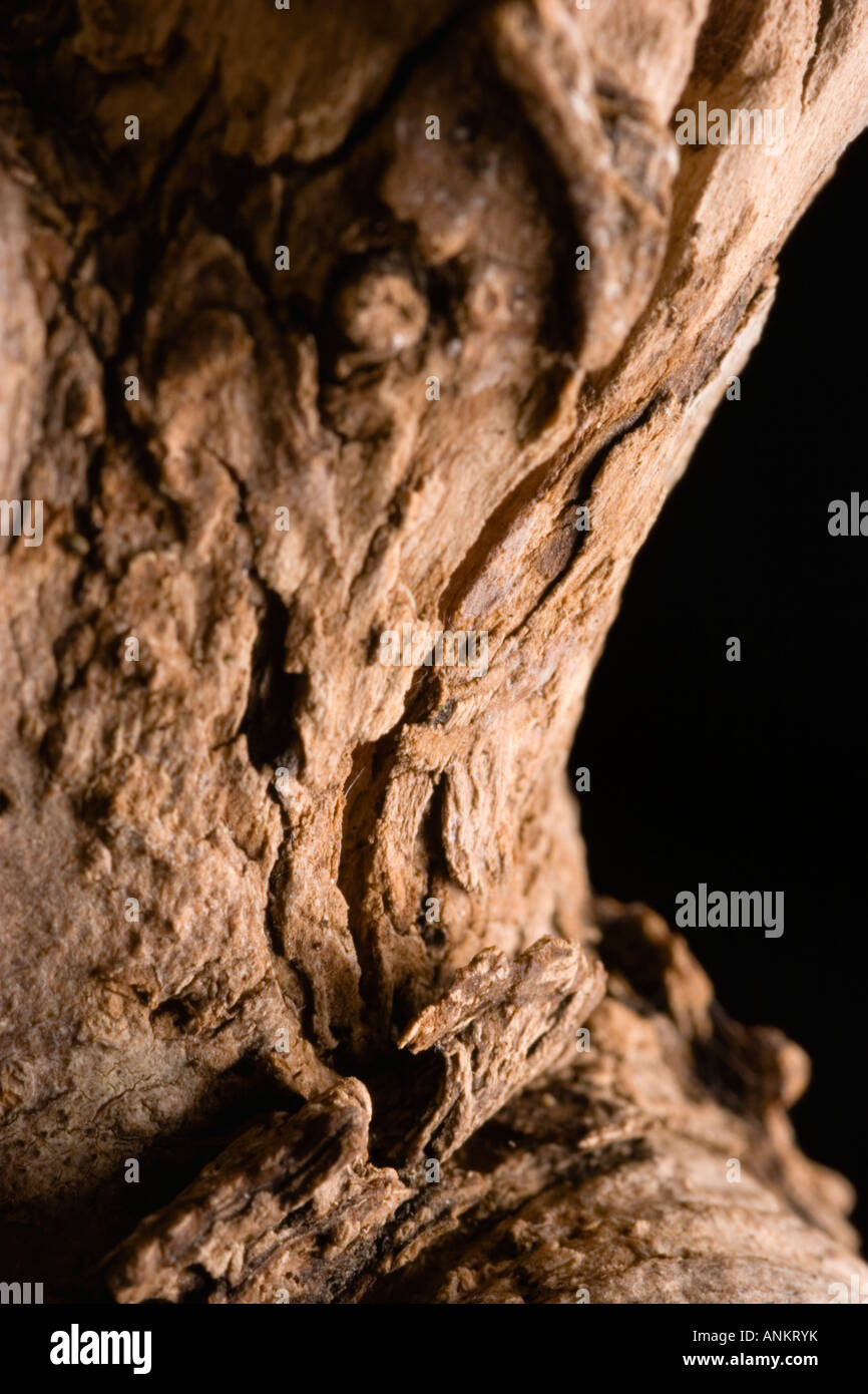 Closeup of gnarly tree trunk Stock Photo