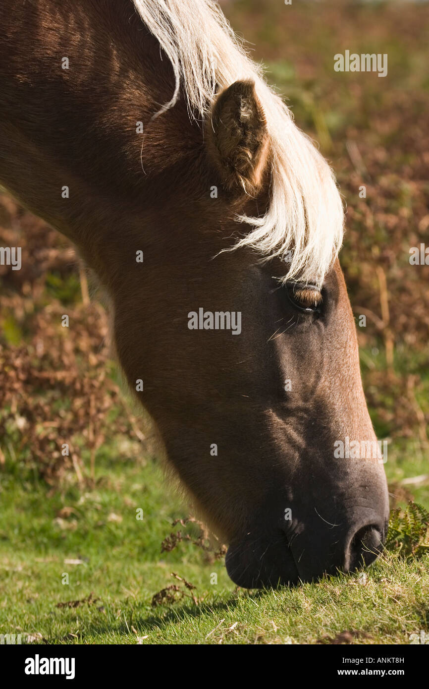 Dartmoor pony Stock Photo