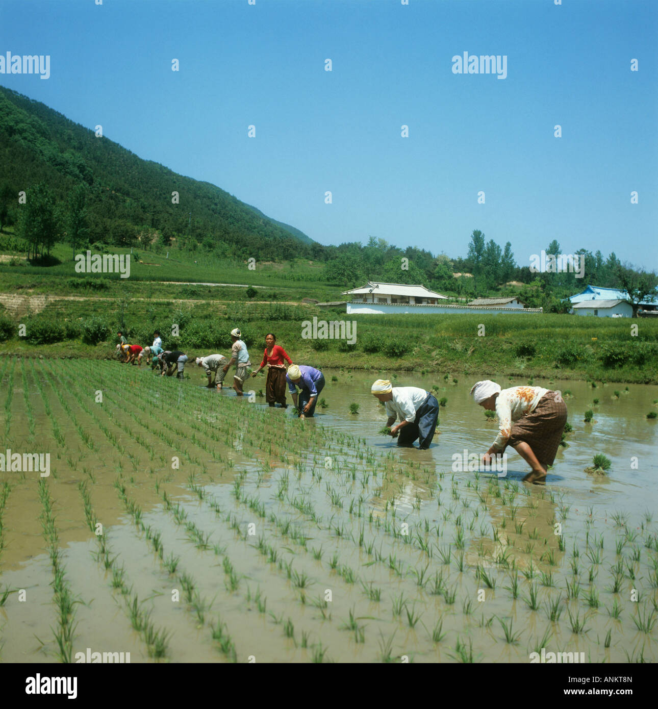 Korea. Women transplanting rice in a paddy field. This back breaking work is carried out twice or if lucky three times a year. Stock Photo