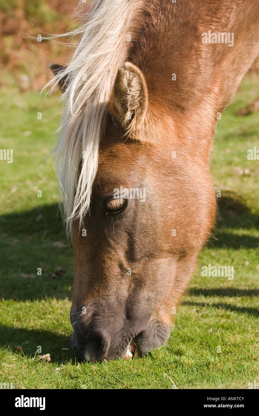 Dartmoor pony Stock Photo