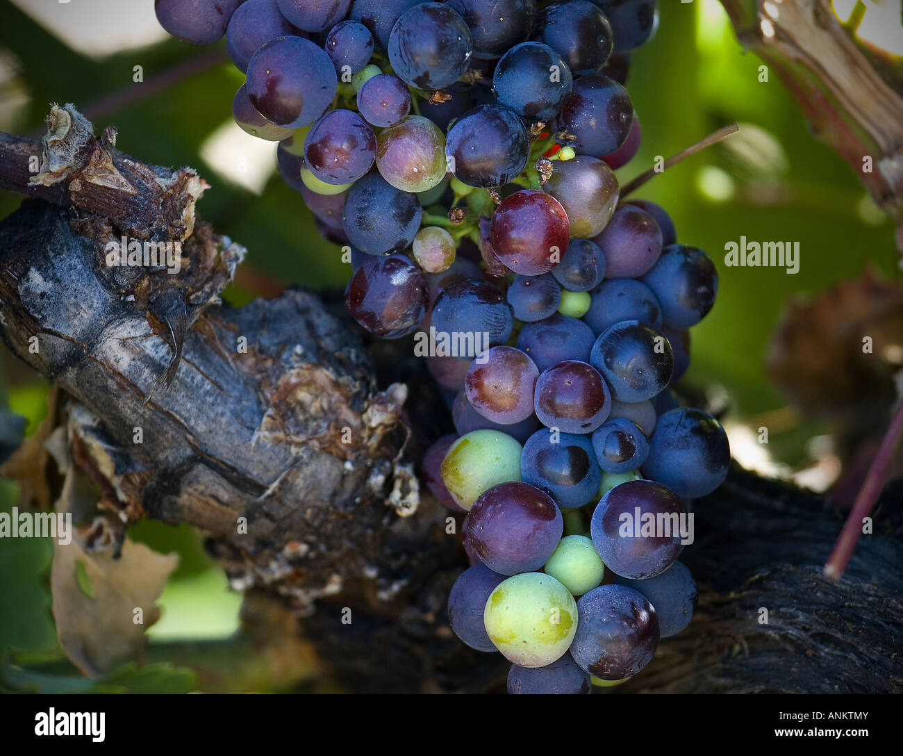 Ripe grapes in plantations hi-res stock photography and images - Alamy