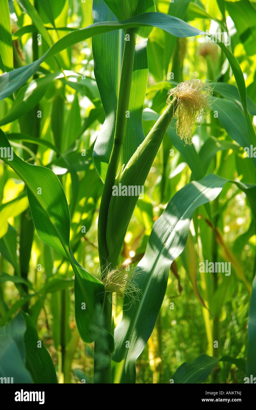 Corn silks ie female flowers. Green dominant color Stock Photo