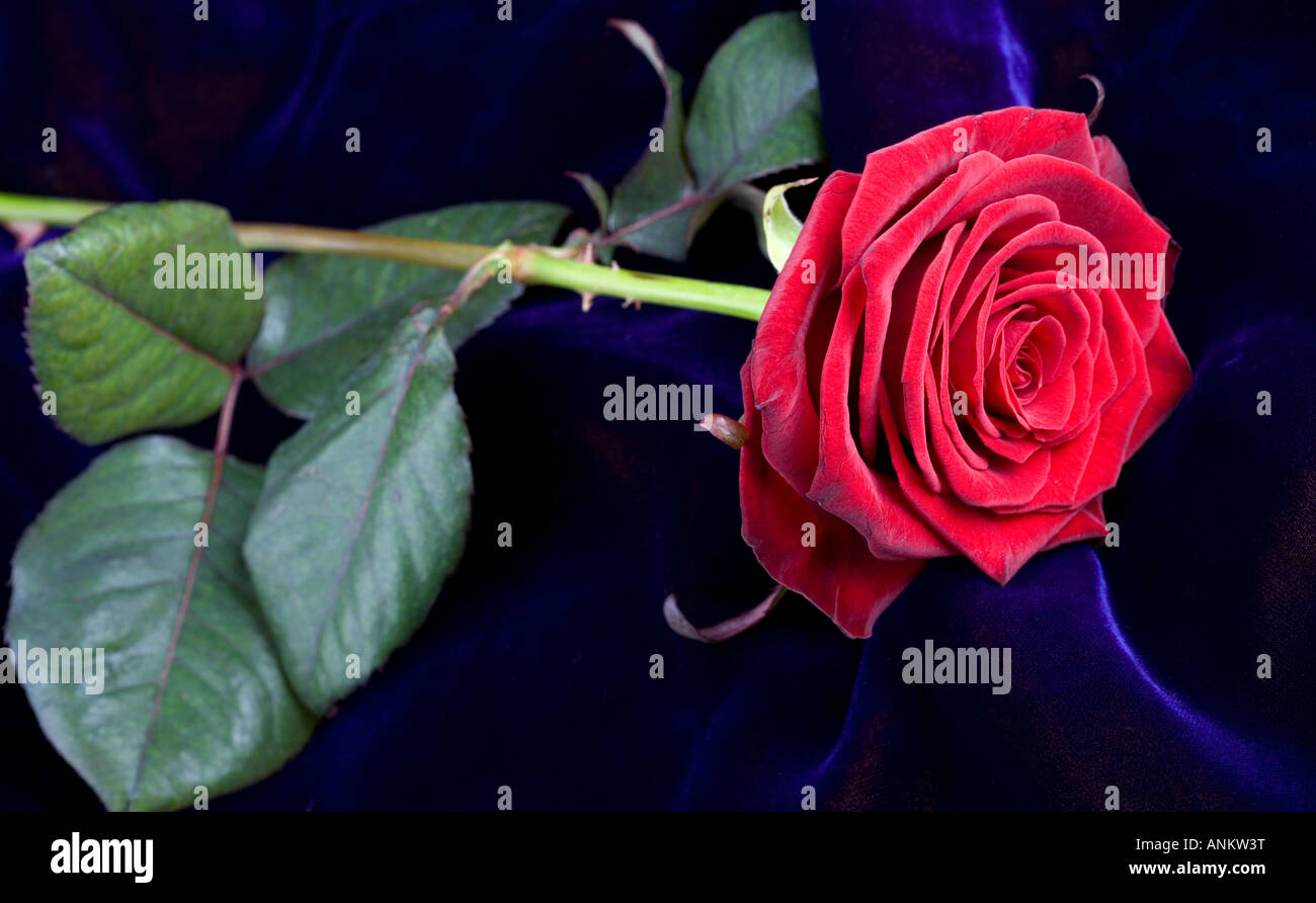 Beautiful red rose against background of blue velvet Stock Photo