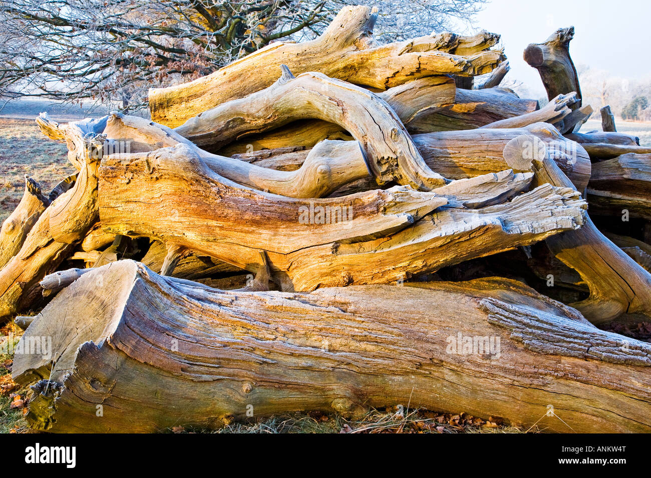 The logs and trunks of an old fallen dead tree in the ancient wood ...