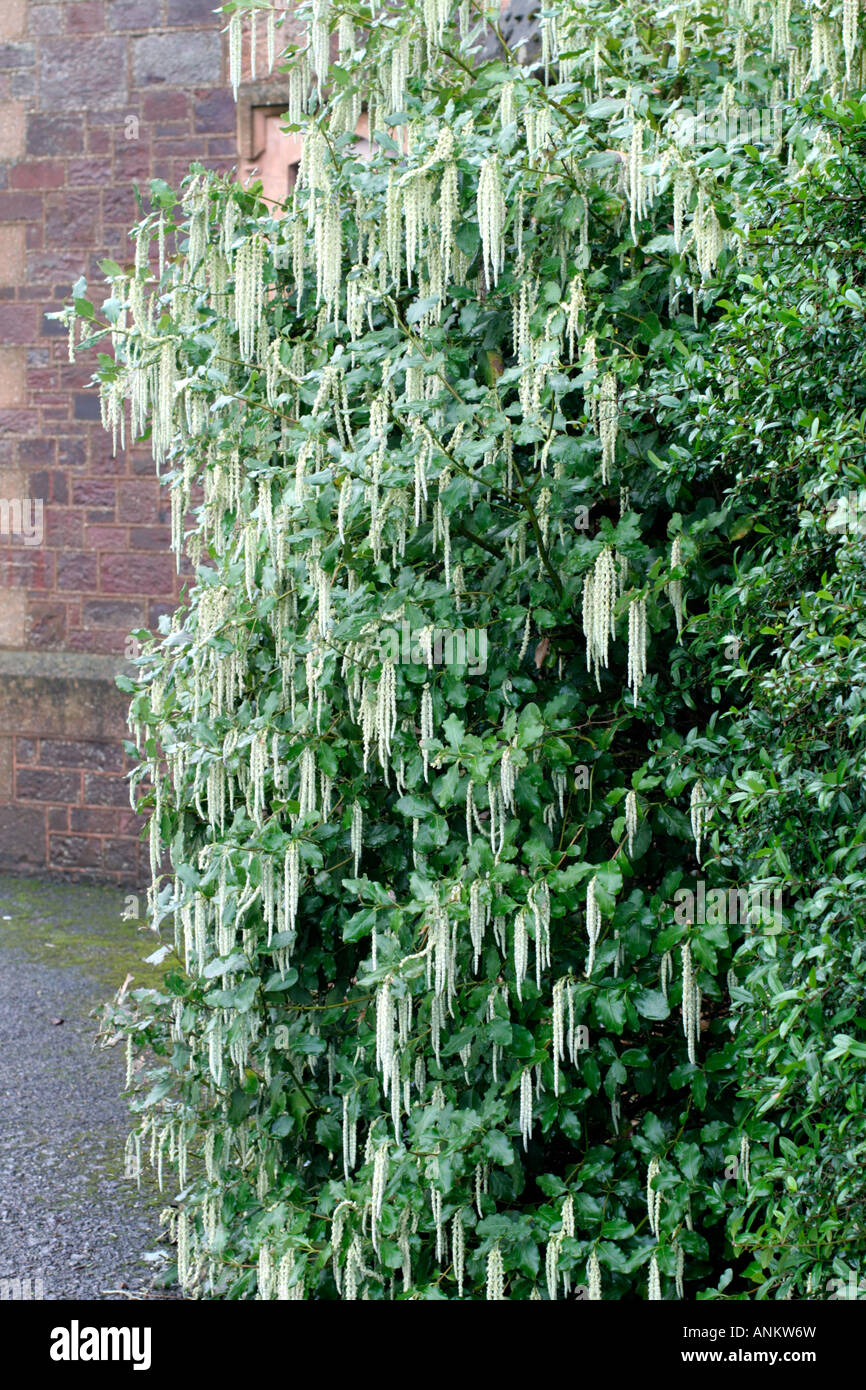 GARRYA ELLIPTICA BLOOMING AGAINST A NORTH FACING WALL IN EARLY JANUARY Stock Photo