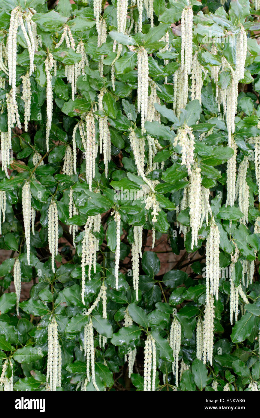 GARRYA ELLIPTICA BLOOMING AGAINST A NORTH FACING WALL IN EARLY JANUARY Stock Photo
