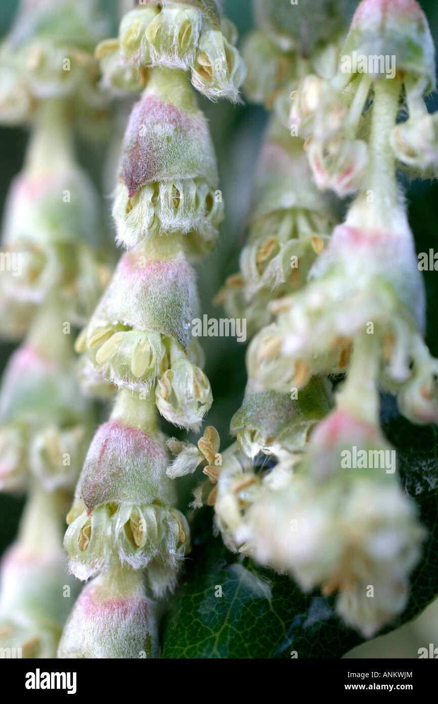 GARRYA ELLIPTICA CLOSE UP OF FLOWER DETAIL AND BLOOMING AGAINST A NORTH FACING WALL IN EARLY JANUARY Stock Photo
