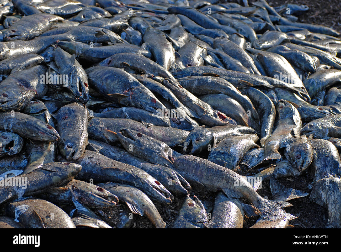 Dead Canadian Chum Salmon ready for composting in a forest Pit in BC