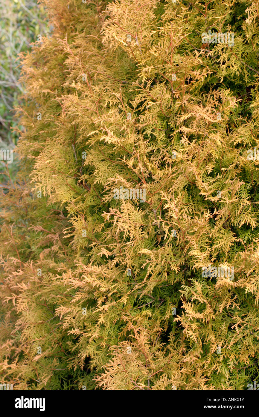 THUJA OCCIDENTALIS RHEINGOLD HAS MORE PRONOUNCED BRONZING OF THE LEAF DURING WINTER SHOWN IN JANUARY Stock Photo