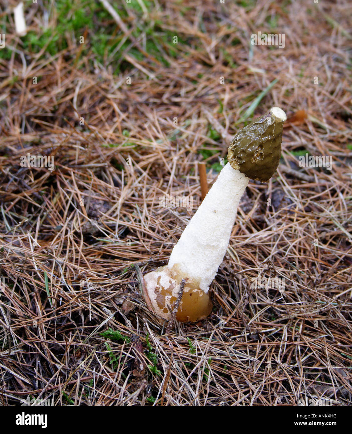 Mushroom, Fungus, Phallus impudicus Stock Photo
