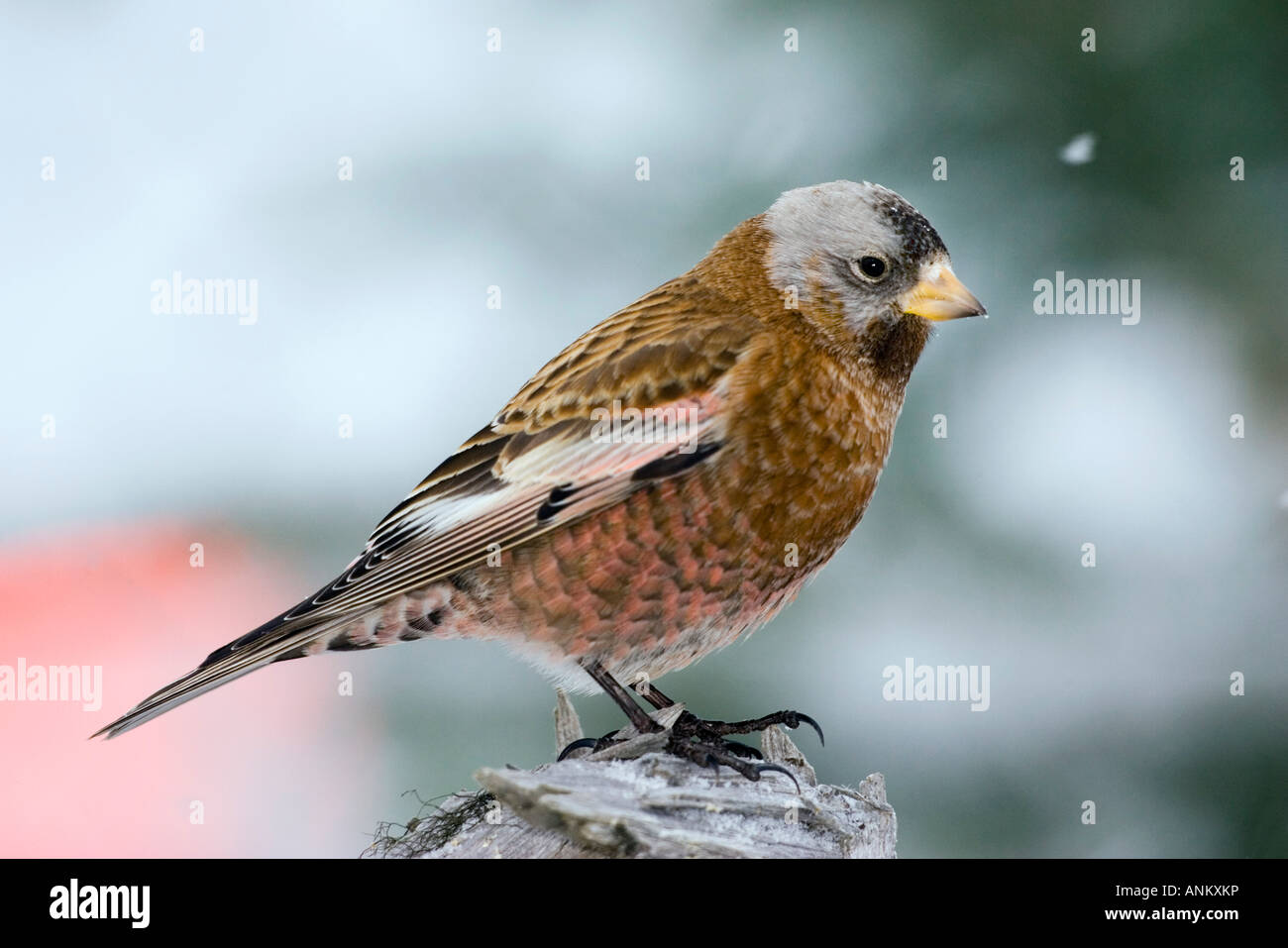 Gray-crowned Rosy Finch Leucosticte tephrocotis littoralis Homer Alaska United States 1 March Adult Stock Photo